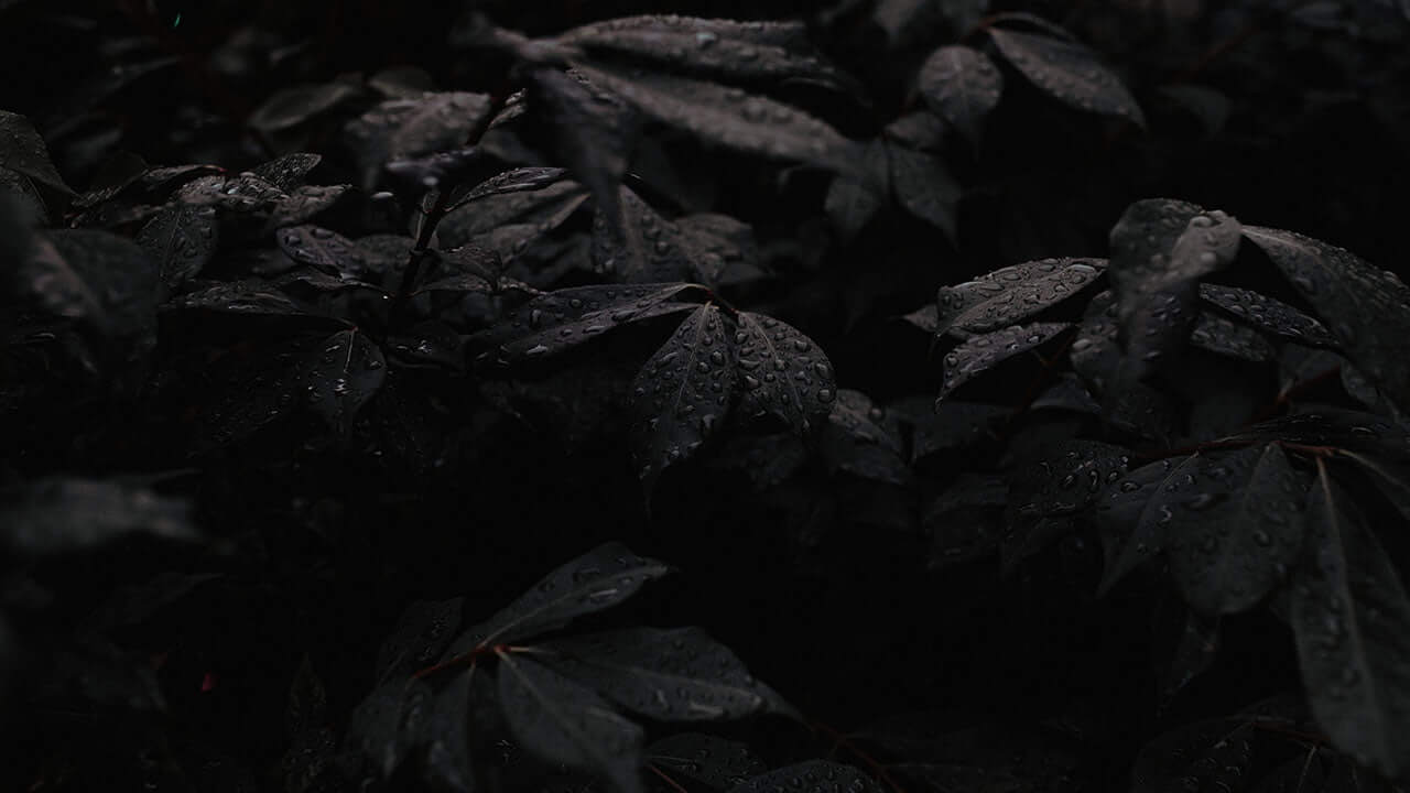 Lorem Ipsum 5